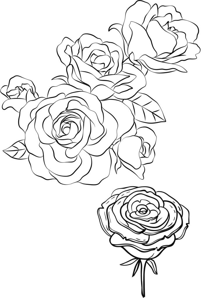 HAND SKETCH ROSES